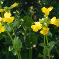 Monkey Flower